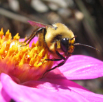 Apidae: Bombus